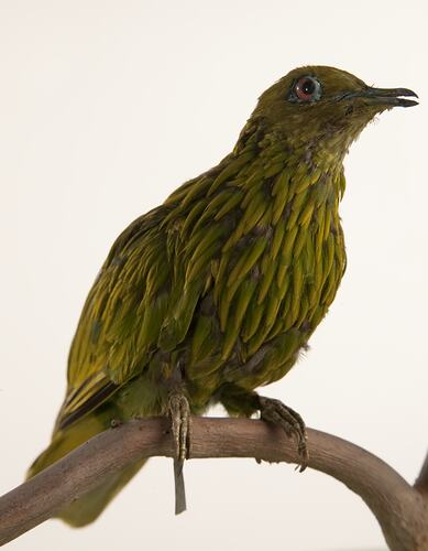 <em>Ptilinopus luteovirens</em>, Golden Dove, mount.  Registration no. 34914.