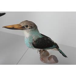<em>Halcyon malimbica torquata</em>, Blue-breasted Kingfisher, mount.  Registration no. B 32945.