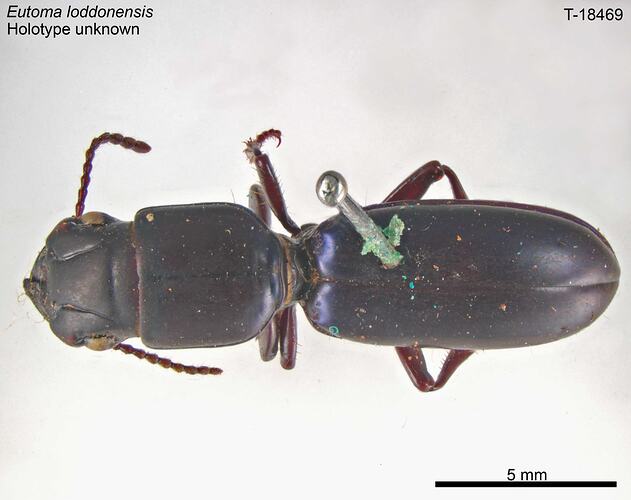 Beetle specimen, dorsal view.