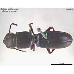<em>Eutoma loddonensis</em> Castelnau, 1867