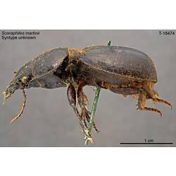 Beetle specimen, lateral view.