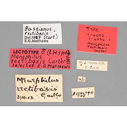 Entomology type specimen labels.