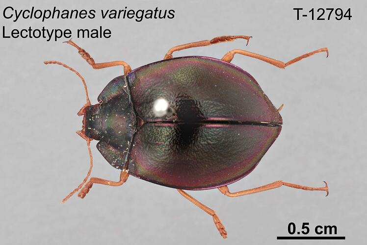 Beetle specimen, male, dorsal view.