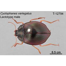 Beetle specimen, male, dorsal view.