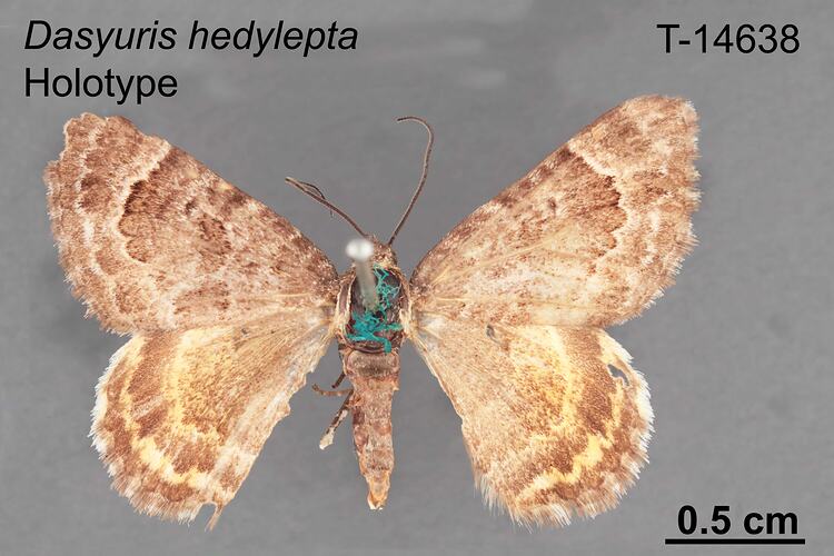 Moth specimen, dorsal view.