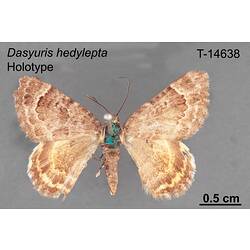 Moth specimen, dorsal view.