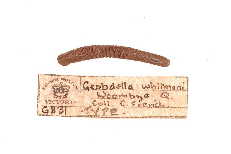 Annelid worm specimen and label.