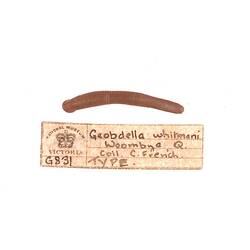 Annelid worm specimen and label.