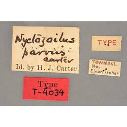 Entomology type specimen labels.