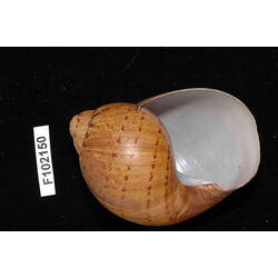 Snail shell and specimen label.