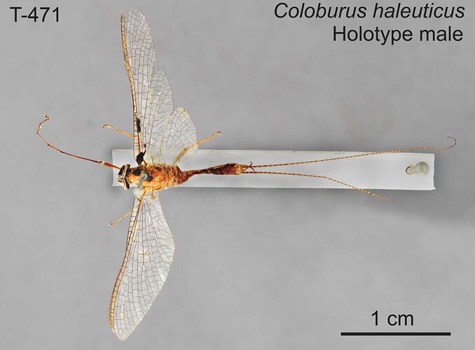 Mayfly specimen, male, dorsal view.