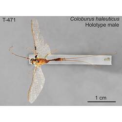 Mayfly specimen, male, dorsal view.