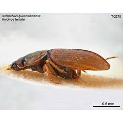 Aquatic beetle specimen, female, lateral view.