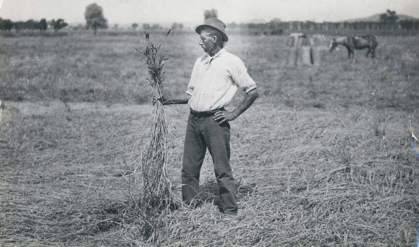 A man standing in a badly flattened wheat field holding a sheaf of wheat.