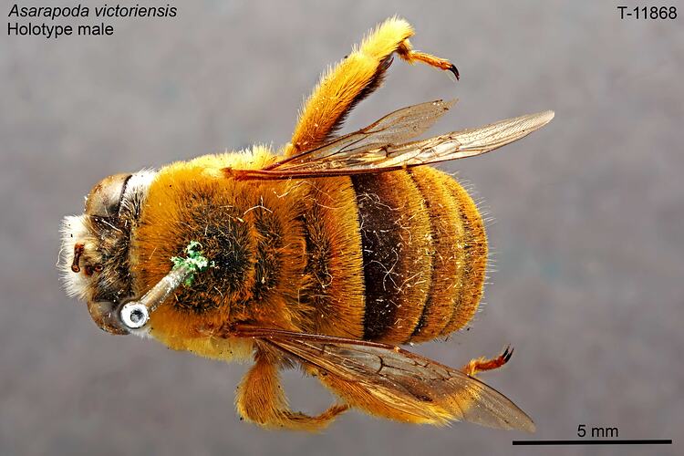 Bee specimen, male, dorsal view.