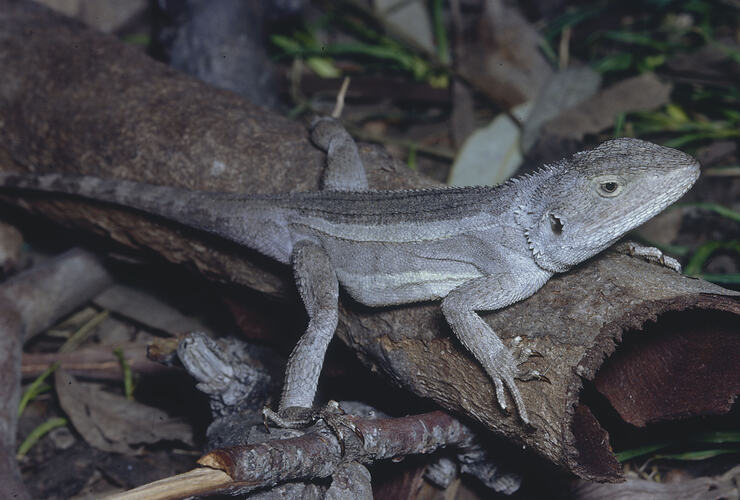 A Nobbi Dragon perched on a stick on the ground.