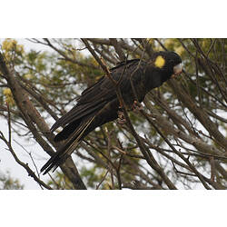Yellow-tailed Black-cockatoo perched in tree.