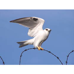 A Black-shouldered Kite, wings outstretched, perched on a strand of barbed-wire, against a bright blue sky.