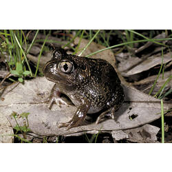 A Common Spadefoot Toad sitting on a brown leaf.