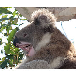 A close up of a yawning Koala's head and shoulders.