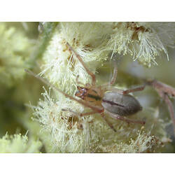 A Sac Spider crawling across a flower.