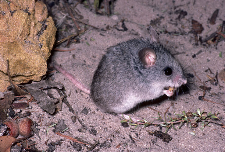 A Silky Mouse eating food from between its front claws.