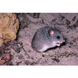<em>Pseudomys apodemoides</em>, Silky Mouse