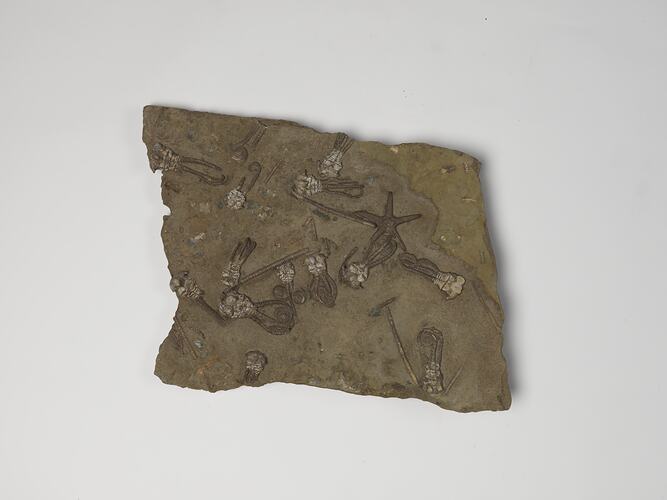 <em>Jimbacrinus bostocki</em>, fossil crinoid.  Registration no. P 310993.