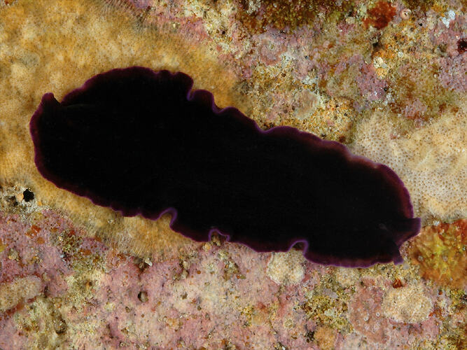 Family Pseudocerotidae, flatworm. Portsea Pier, Victoria. [F 172808]