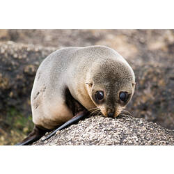 Young New Zealand Fur Seal on rock.