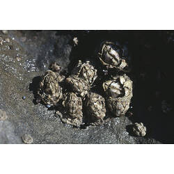 A group of Surf Barnacles attached to a rock.