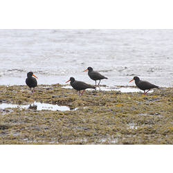 Four Sooty Oystercatchers standing on seaweed covered rocks.