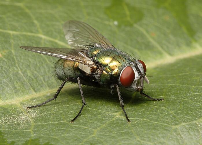 An Australian Sheep Blowfly resting on a green leaf.