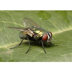 An Australian Sheep Blowfly resting on a green leaf.