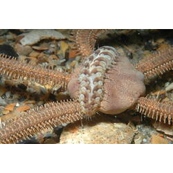 A pink Banded Brittle Star with a scale worm crawling over its central disc.