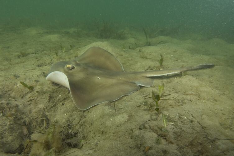 A fish, the Sparsely-spotted Stingaree, on a sandy sea floor.