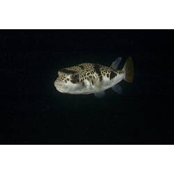A fish, the Smooth Toadfish, swimming at night.