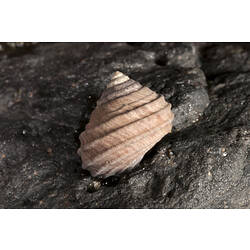 A Ribbed Top Shell attached to a rock.