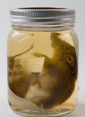 Southern Marsupial Mole specimen in jar of ethanol.