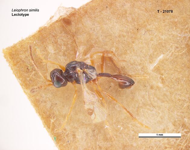 Parasitic wasp specimen, dorsal view.
