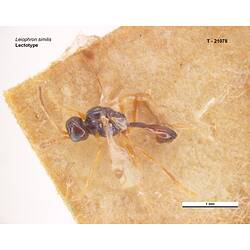 Parasitic wasp specimen, dorsal view.