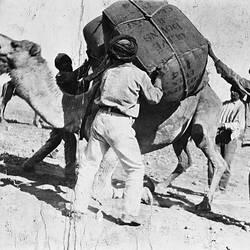 Men loading a hay bale onto a camel.