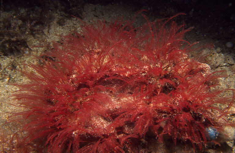 Red hydroid colony on sea bed.
