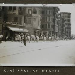 Photograph - 'King Farouk's Horses', Alexandria, Egypt, Sister Isabel Plante, World War II, 1939-1943