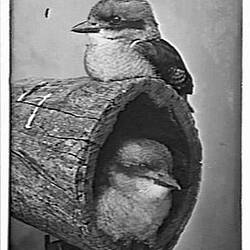 Glass Positive - Brown Kingfisher or Kookaburra, by A.J. Campbell, Victoria, circa 1895