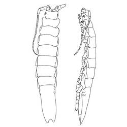Line drawing, side and back, of male Sea Centipede.