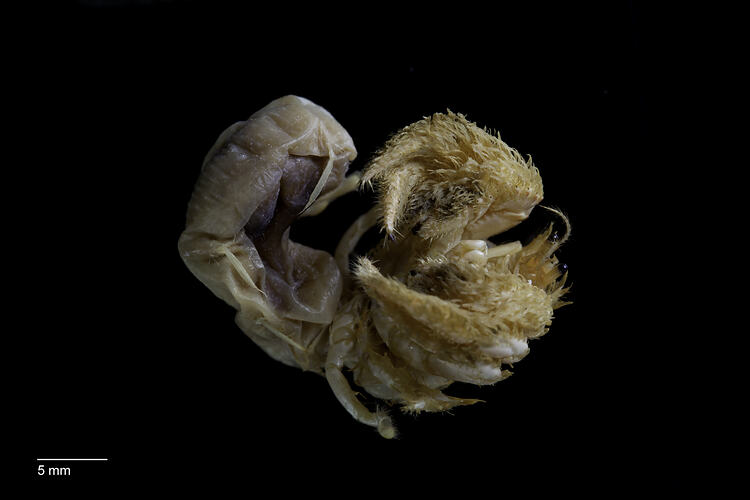 Hermit crab without shell, viewed from side.