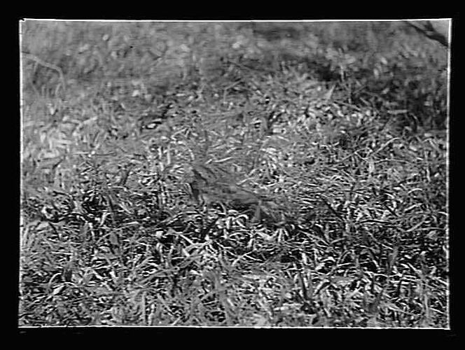 Negative - Glass