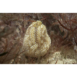 Tunicate colony.