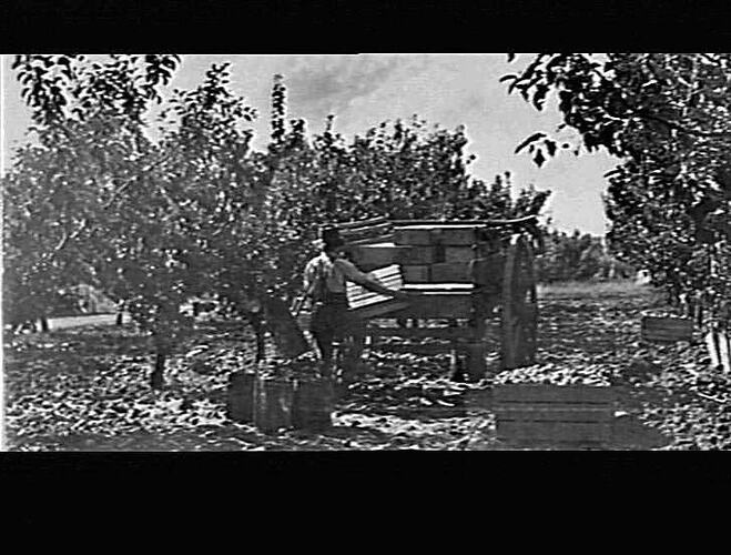 MERRIGUM - PITTS ORCHARD - LOADING FRUIT CASES